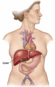 How To Take Care Of Your Liver?