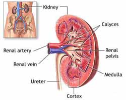 get rid of kidney problems